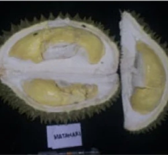 Durian Matahari_01