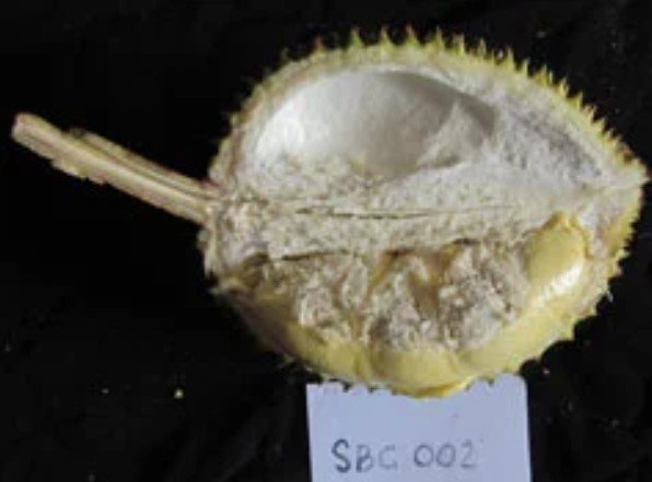 Durian Montong